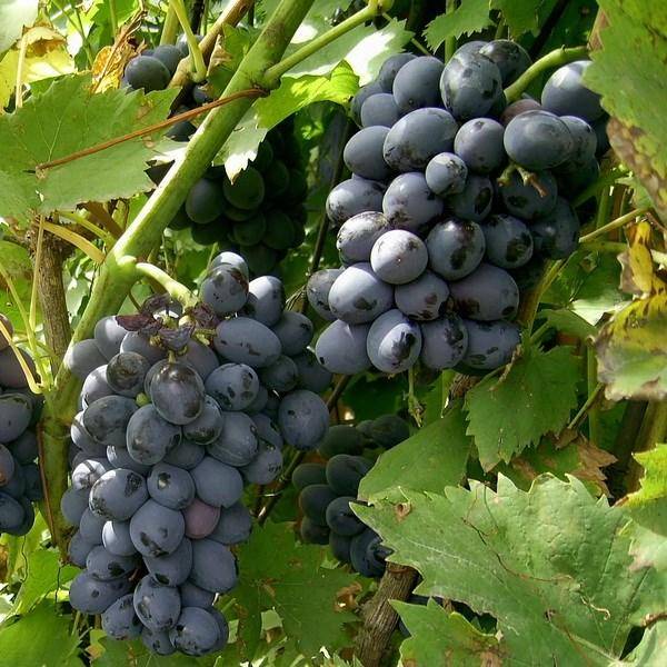 Виноград восторг идеальный: что нужно знать о нем, описание сорта, отзывы