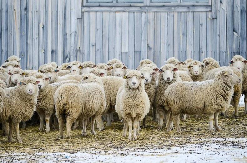 Молочные породы овец: виды, описание, характеристики