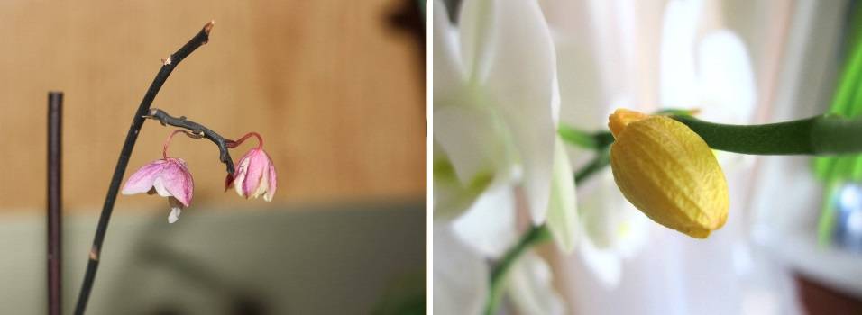 Болезни и вредители лилий — почему не цветут, борьба и лечение