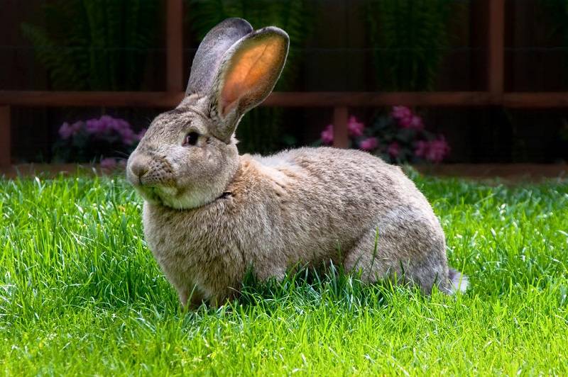Кролики великаны: белый, серый, фландр, баран и другие виды великанов