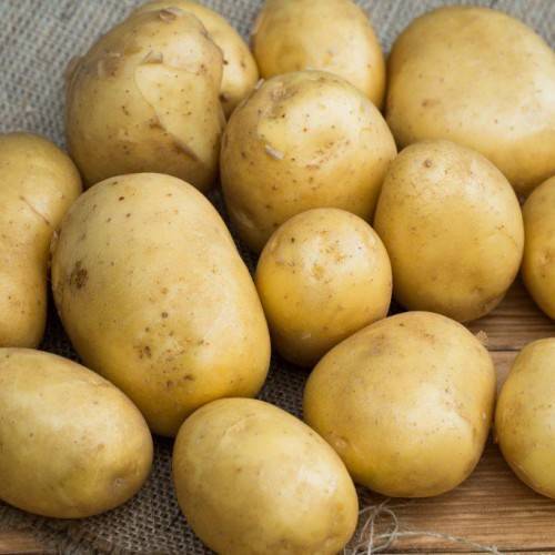 Особенности выращивания и правила ухода за картофелем сорта никулинский