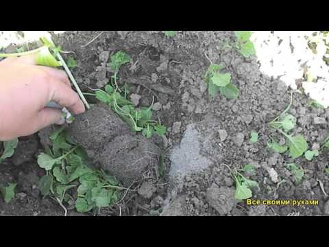 Выращивание рассады кабачков: посадка, уход, высадка 