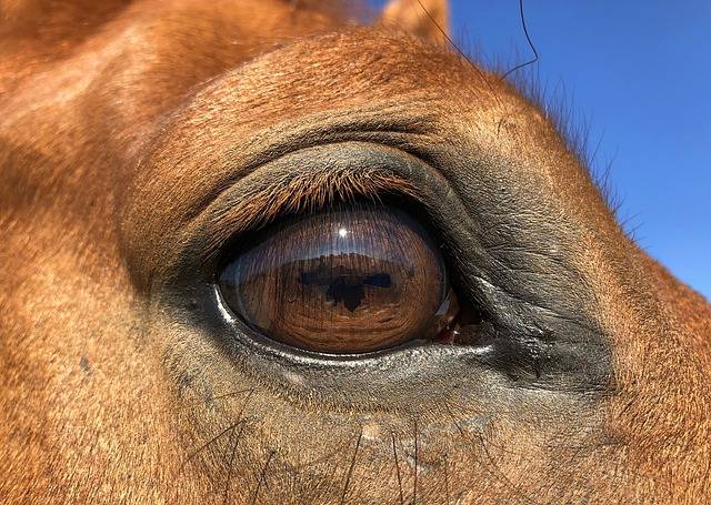 Глаза лошади, зачем их закрывают