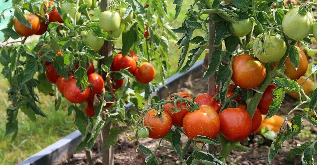 Как получить урожай томатов уже в июне: ранние сорта - голос роз