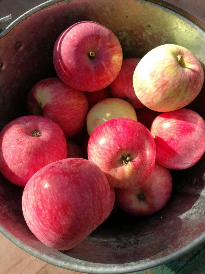 О сорте яблок розовый жемчуг: описание и характеристики сорта, посадка и уход