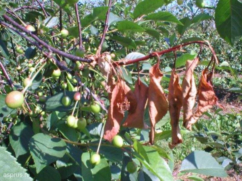 Монилиоз косточковых и плодовых деревьев