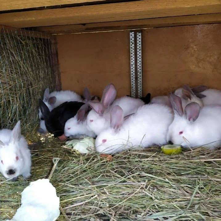 Как узнать кормит ли крольчиха крольчат и как организовать искусственное вскармливание