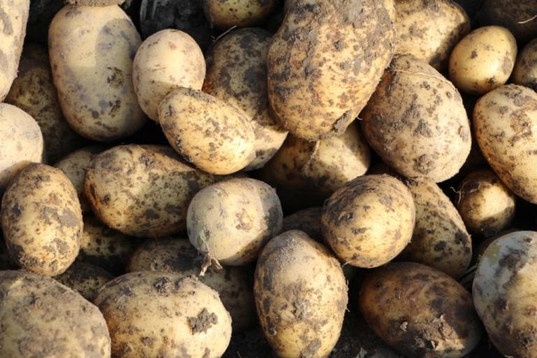 Картофель елизавета: описание сорта и характеристика, урожайность, отзывы, фото