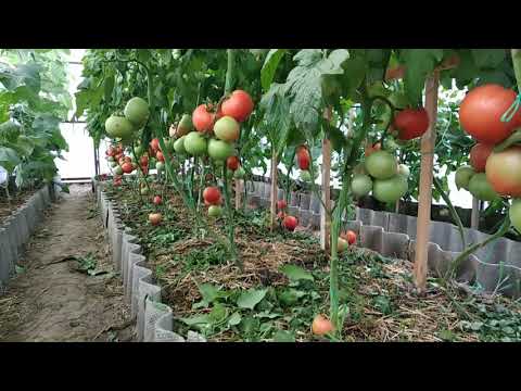 Как выращивать помидоры и огурцы в одной теплице: основные правила