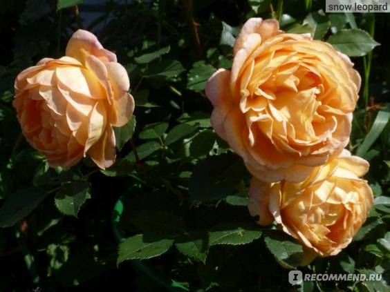Роза леди оф шалот: описание и фото, особенности цветения, советы по уходу и размножению, болезни и вредители