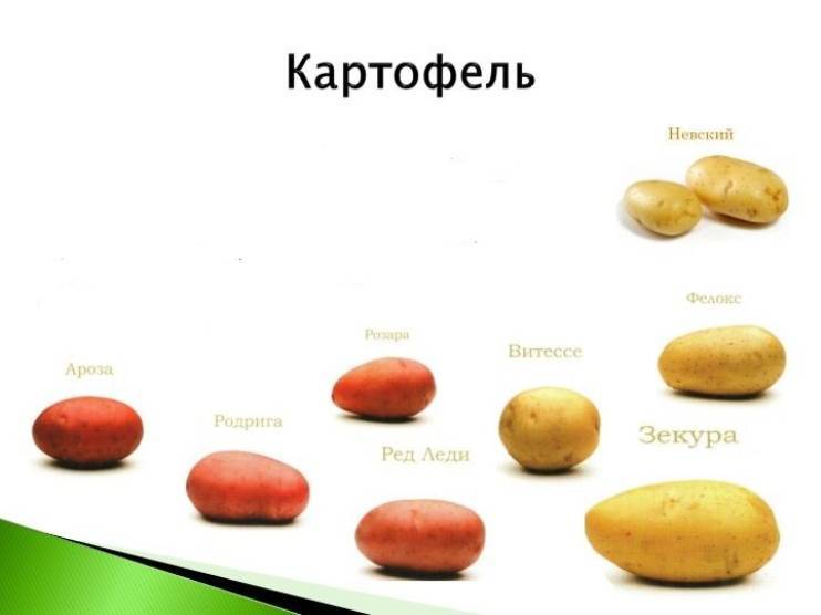 ᐉ картофель фелокс: описание сорта и его характеристика - orensad198.ru