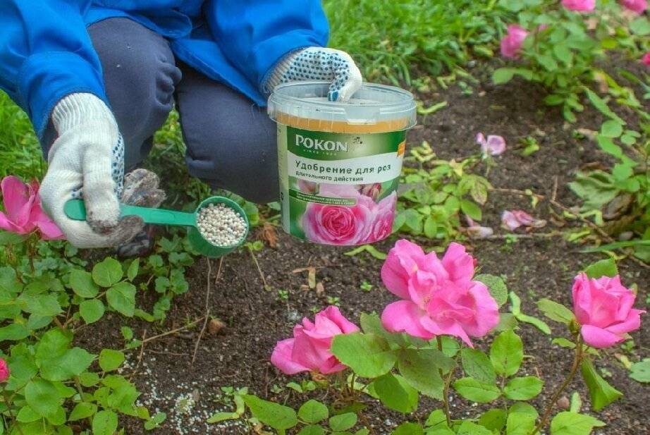 Этапы подкормки садовых роз для буйного цветения
