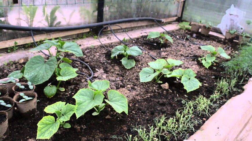 Правила посадки и выращивания тыквы и кабачка в открытом грунте — когда сажать кабачки и тыкву — про огород