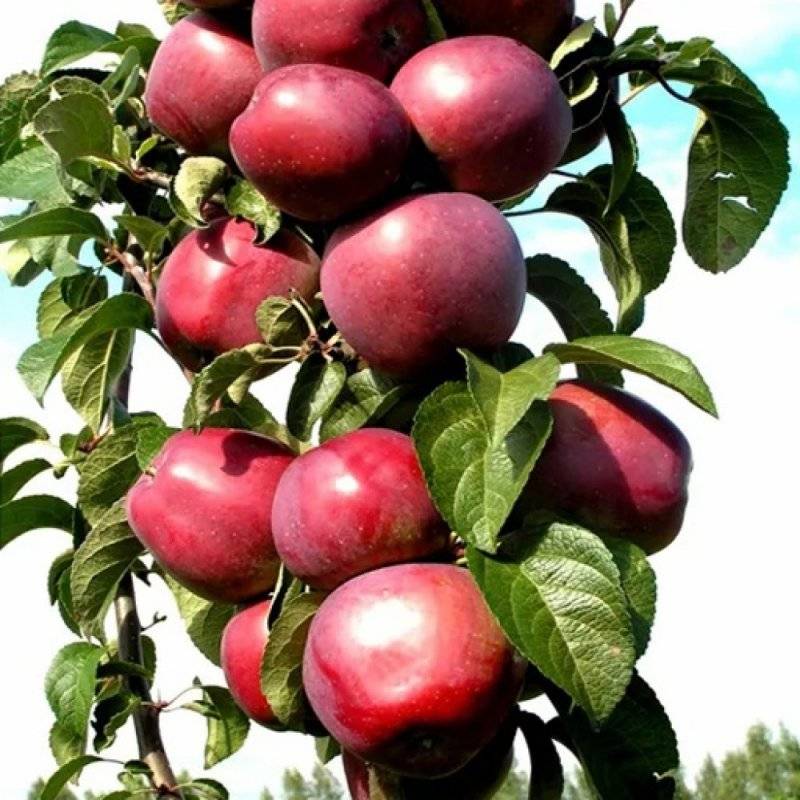 Колоновидные яблони: описание, посадка и уход