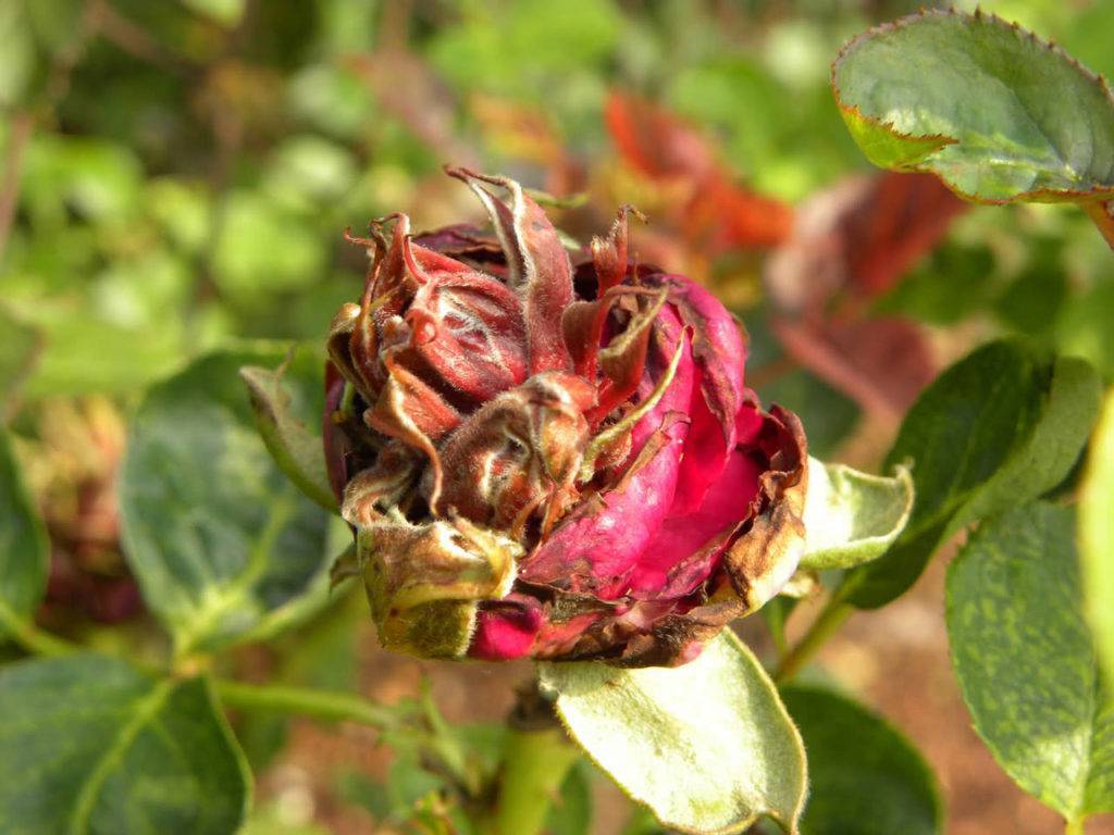 Почему у розы не раскрываются бутоны: засыхают и вянут | энциклопедия роз