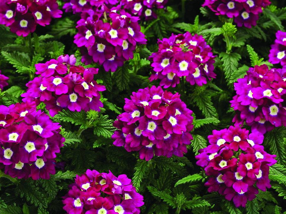 Цветы многолетники для сада: неприхотливые и долгоцветущие