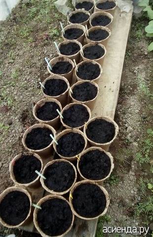 Как пользоваться торфяными горшочками для рассады, высадка растений в грунт