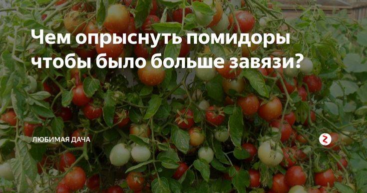 Обработка томатов: чем брызгать помидоры от болезней и вредителей после дождя в июле, препараты и народные средства для повышения урожайности, как опрыскивать в жару