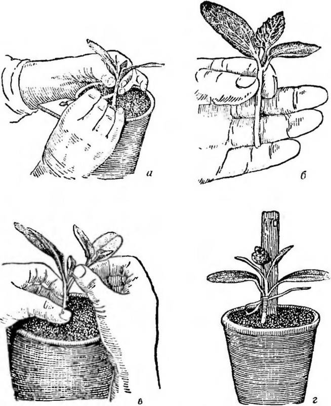 Как привить арбуз на лагенарию – советы по выращиванию арбузов на даче от «зеленой грядки» — agroxxi