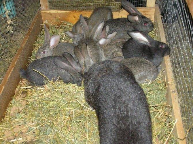 Когда крольчат отсаживать от крольчихи и чем кормить