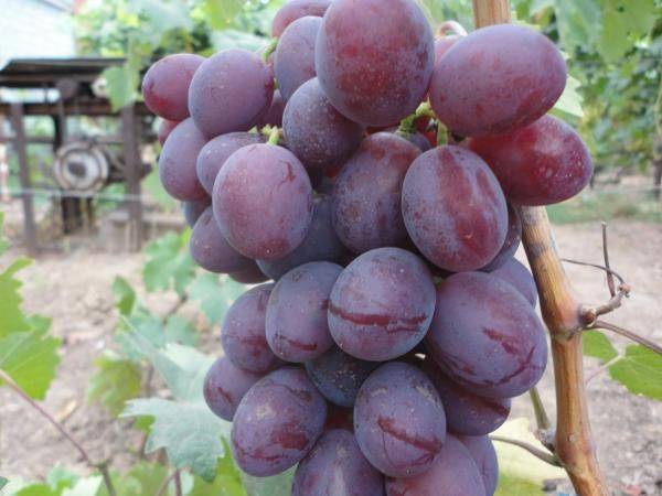 Виноград «низина»: описание сорта, фото и отзывы о нем. основные плюсы и минусы, характеристики и особенности выращивания в регионах