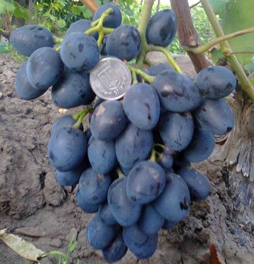 Виноград "надежда азос": описание сорта, фото, отзывы
