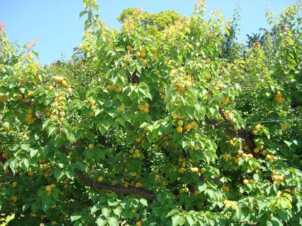 Уход за абрикосом: что делать со взрослым деревом абрикоса | огородники