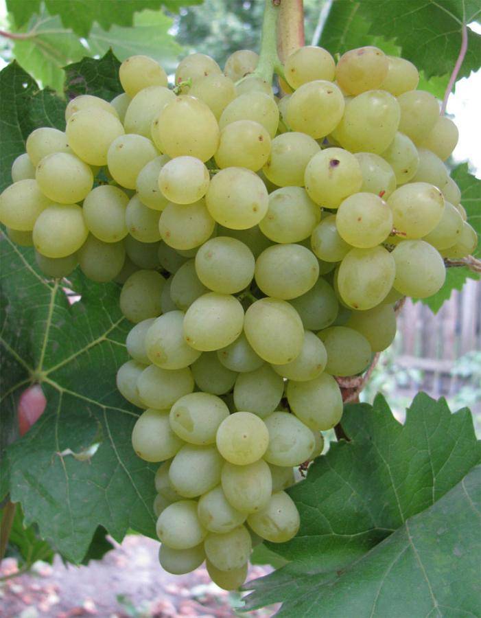 Виноград кеша: фото, описание сорта