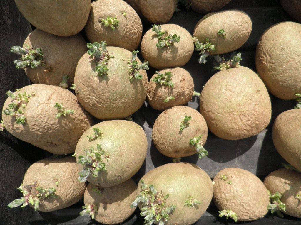 Обработка картофеля перед проращиванием. Семенной картофель Вега. Картофель семенной голубизна. Семенной картофель яровизация. Яровизация клубней картофеля.
