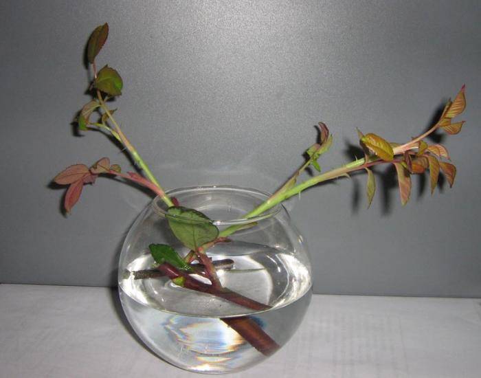 О посадке отростка розы из вазы: как правильно срезать и выращивать