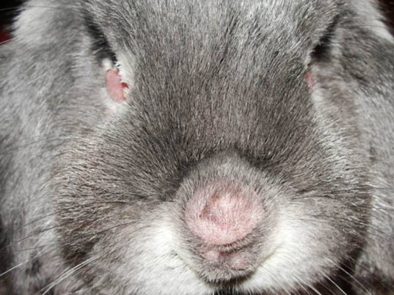 Миксоматоз - болезнь кроликов | кролики. разведение и содержание в домашних условиях