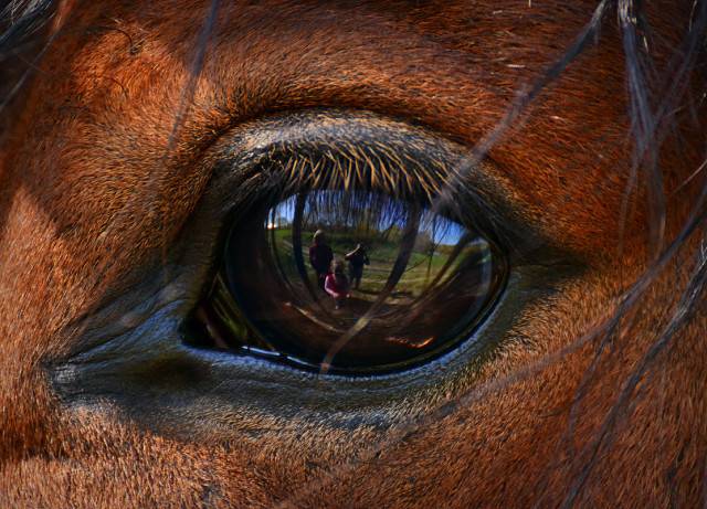 Болезни глаз у лошадей: фото, распространенные и опасные болезни глаз, диагностика, лечение