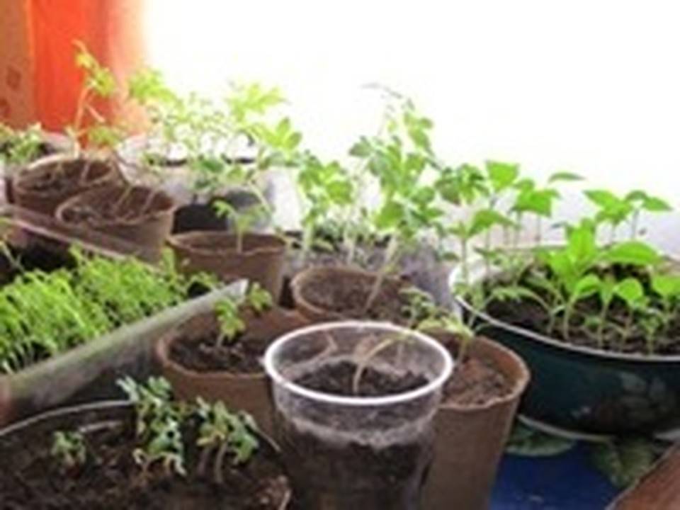 О методах стимулирования роста рассады томатов: как усилить рост, средства