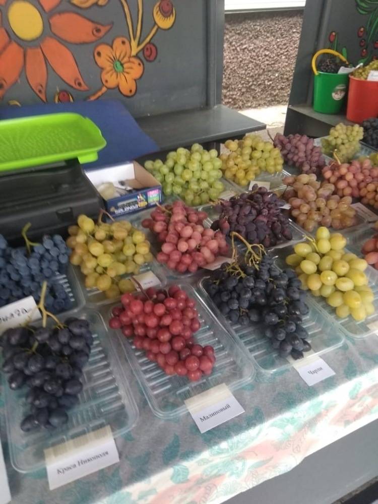 Виноград в башкирии: посадка и уход, особенности выращивания для начинающих