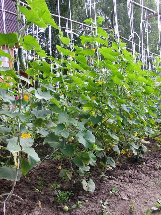 ✅ выращивание огурцов в открытом грунте: посадка и уход за рассадой, окучивание, подкормки, сбор урожая