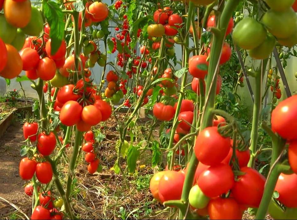 Выращивание помидор ранних сортов: когда сажать на рассаду, посадка и уход за ранними томатами