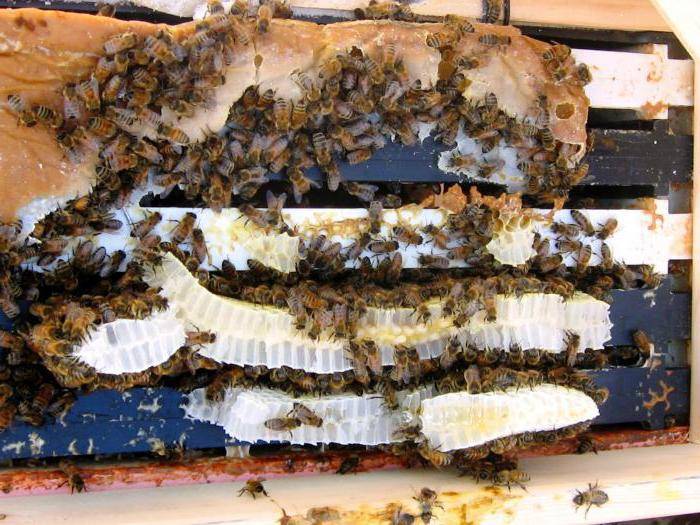 Самый простой и быстрый метод приготовления сахарного сиропа для подкормки пчел в зиму – матковод амг – карника, бакфаст, итальянка