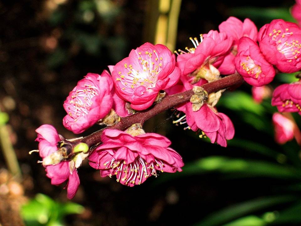 Цветок обриета (аубреция) многолетняя – посадка и уход из семян в открытом грунте, сорта, фото