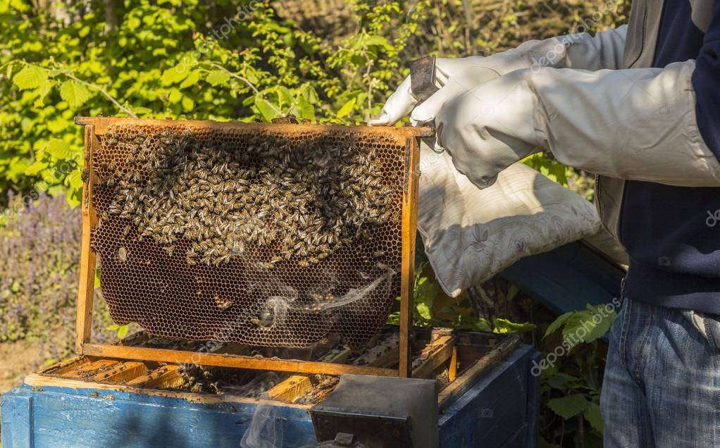 Сколько меда оставлять пчелам на зиму