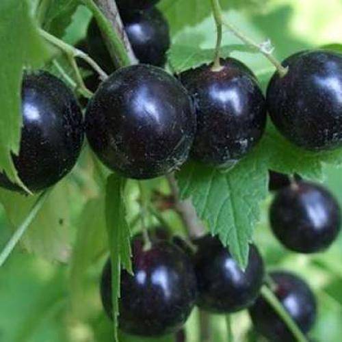 Смородина черная вологда: описание сорта, уход, урожайность и отзывы