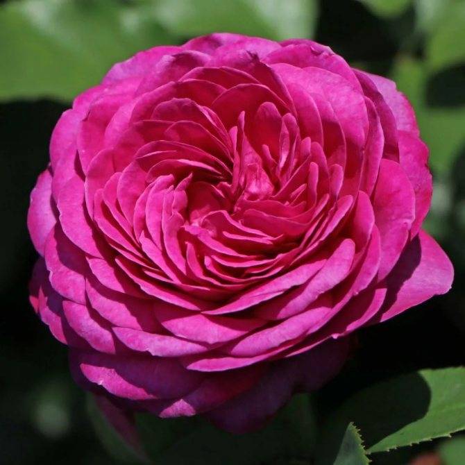 О розе Хайди Клум (Heidi Klum): описание и характеристики розы флорибунда