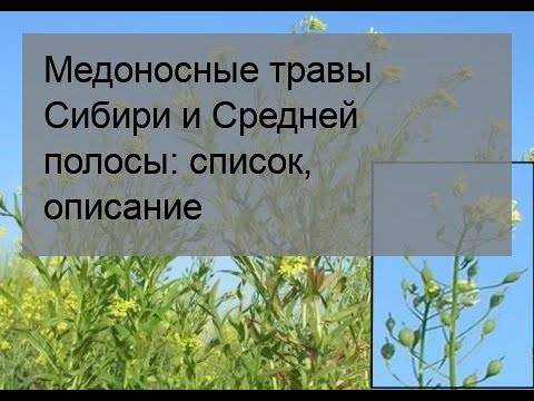 Список медоносных трав Сибири и Средней полосы: названия, описание, свойства