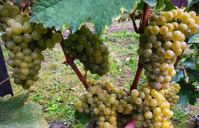 Виноград "шардоне": описание сорта, фото, отзывы
