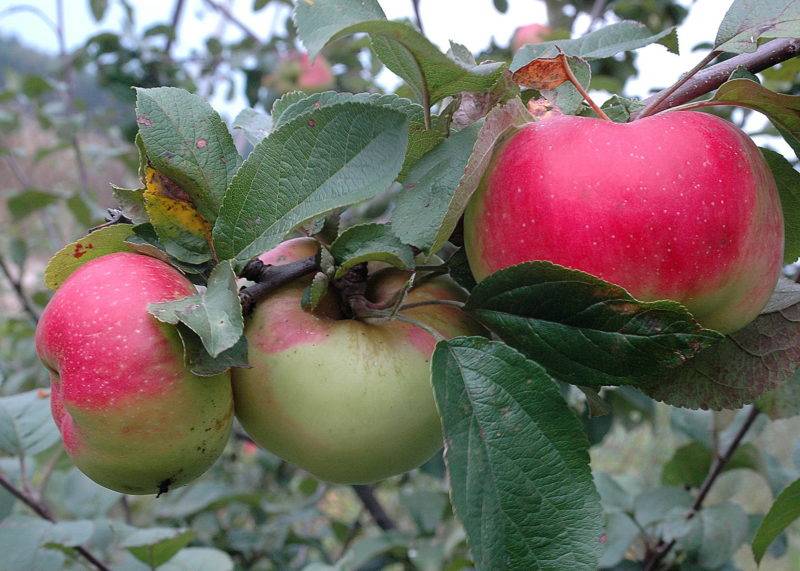 О сортах яблонь: самых хороших и вкусных (сладких, кислых, ранних, поздних)