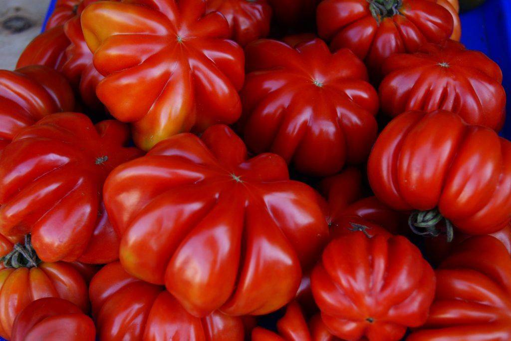Популярный сорт, полюбившийся многим огородникам: томат «самара» и его преимущества перед другими видами помидоров
