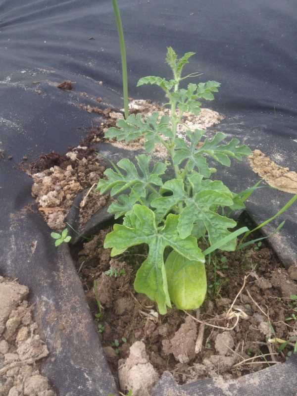 Как сажать арбузы: выращивание и посадка рассады — арбуз как сажать