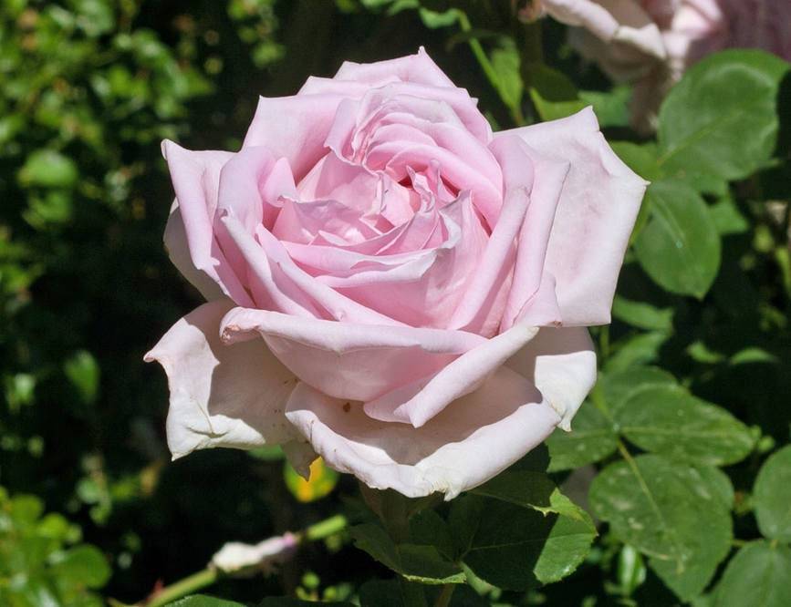Роза грандифлора ?: характеристики, описание сорта,фото | qlumba.com