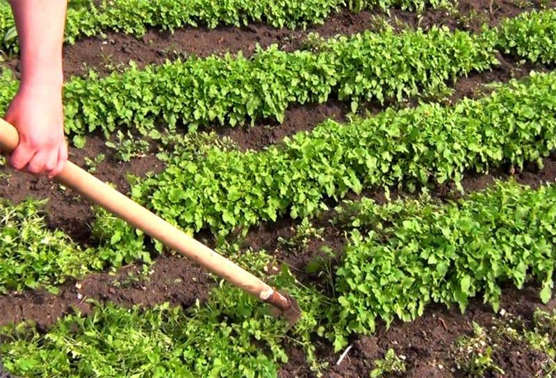 Как посеять горчицу для улучшения почвы и в качестве удобрения
