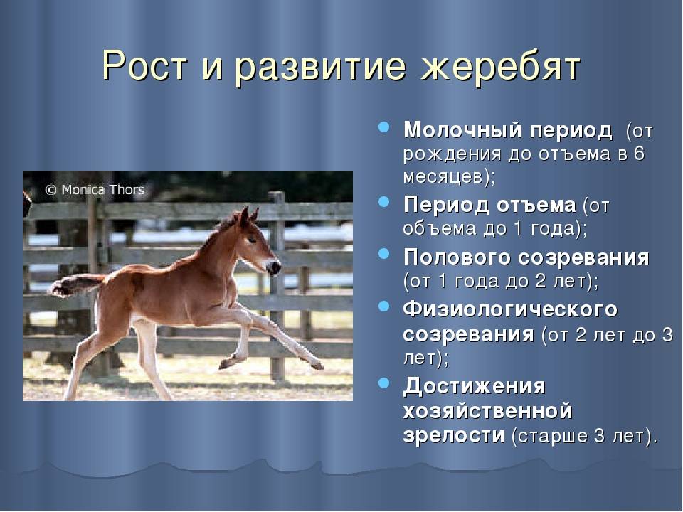 Годы жизни лошади
