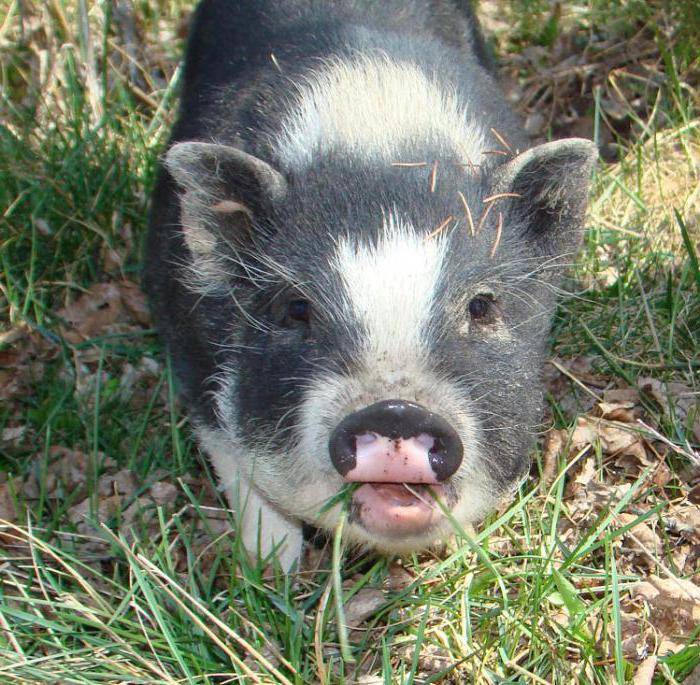 Опорос вьетнамских свиней первый раз: сколько ходит беременная, вынашивает поросят